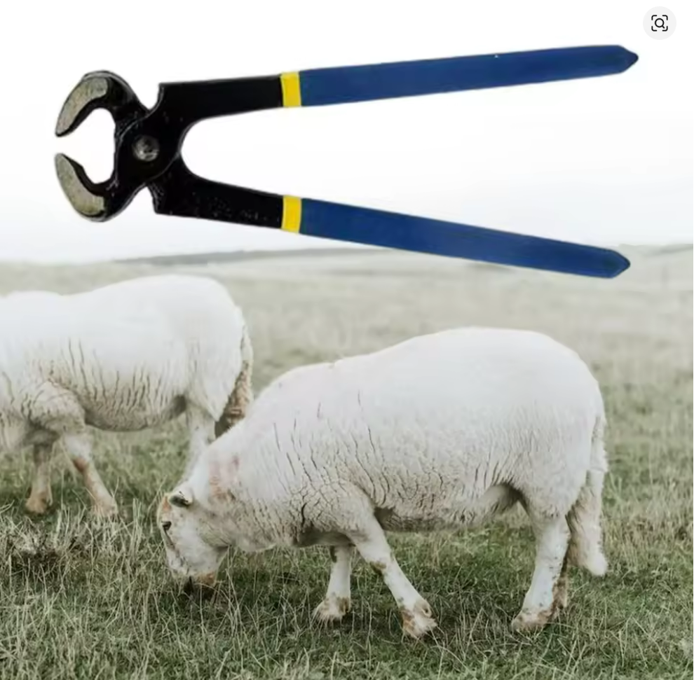 Coupe-sabot de cheval