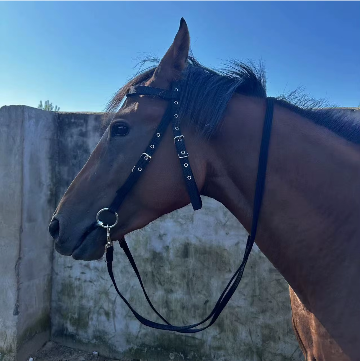 Ensemble de harnais de bride pour chevaux