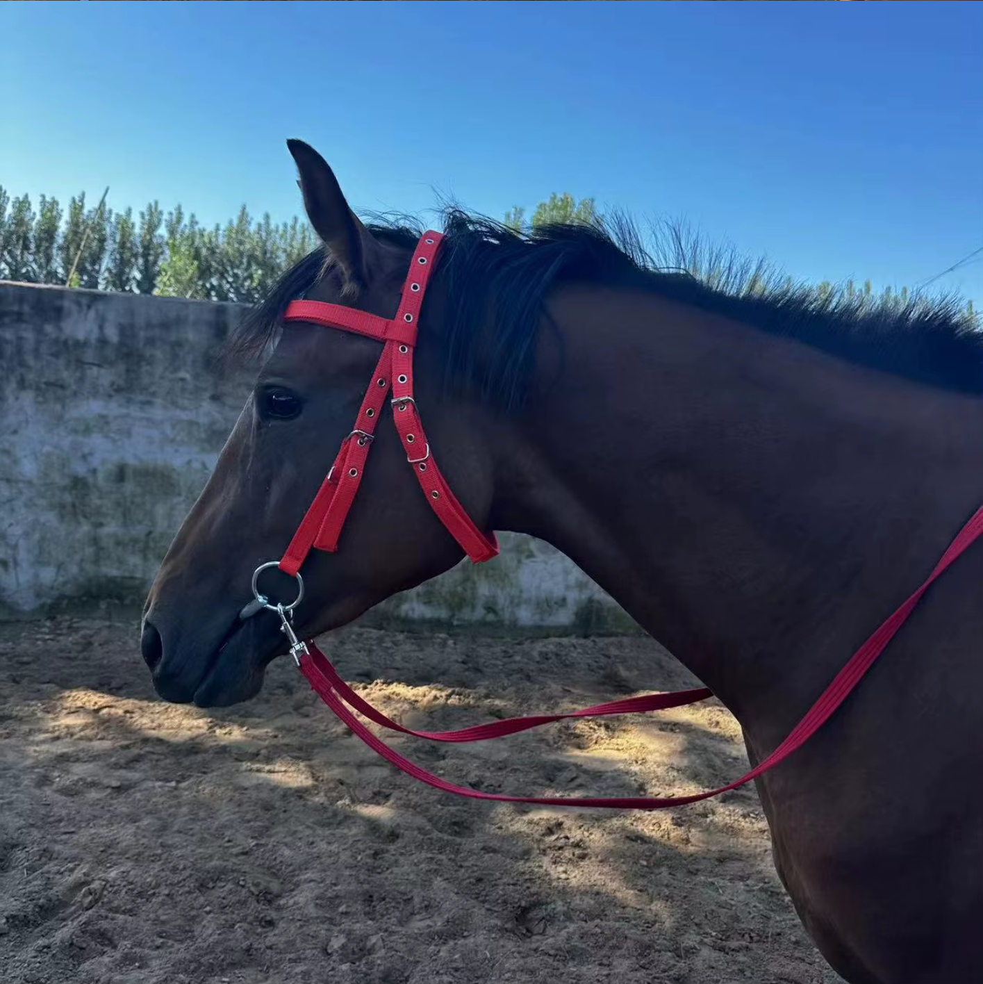 Ensemble de harnais de bride pour chevaux
